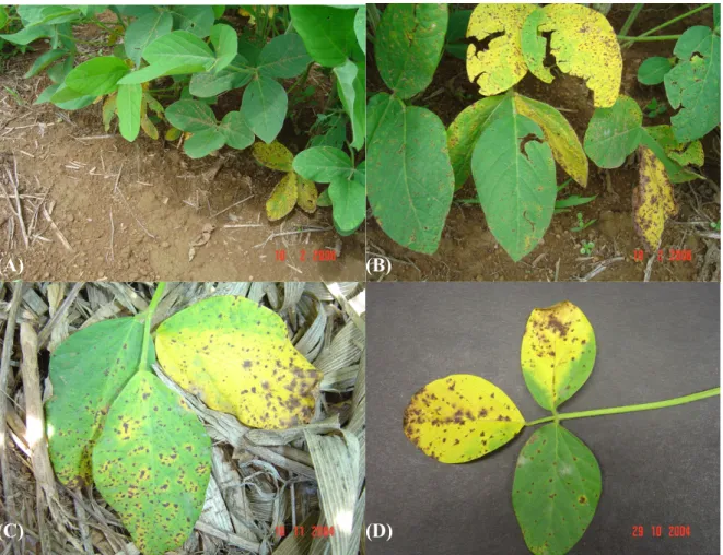 Figura 3. Sintomas  de mancha  parda em soja. (A) Sintomas  no terço inferior em soja no  estágio V9; (B) Detalhes dos sintomas no terço inferior da planta no estágio V9; (C) e (D)  Sintomas de mancha parda em trifolíolo de soja.