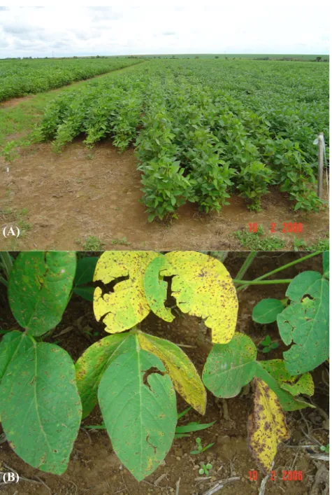 Figura 1 – (A) Área experimental, fazenda Genética Tropical, Cristalina-GO (B) sintomas de  mancha parda no terço inferior de folhas de soja, safra 2006.