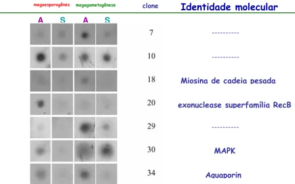 Figura 4: Especificidade da hibridização por northern reverso dos cDNAs isolados por 