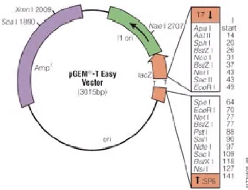 Figura 5: Mapa do vetor pGEM ® -T Easy utilizado para a clonagem dos  produtos do DDPCR