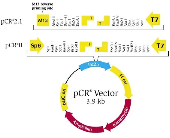 Figura 6: Mapa do vetor de clonagem dos produtos de 5’ RACE PCR e PCR,   o sítio  p r ) que  confere resistência à ampicilina e gene que confere resistência à canamicina