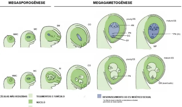 Figura 7: Representação esquemática do desenvolvimento do óvulo em  Brachiaria. Nos ovários das plantas sexuais, a célula arqueosporal se  diferencia e forma a célula-mãe do megásporo (MMC)