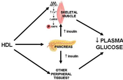 Figura 3. Mecanismos de modulação do metabolismo glicídico pelo HDL. 
