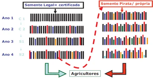 Figura 1.2 – Perda de homogeneidade e a capacidade genética (gene específico) com  gerações de uso de sementes 