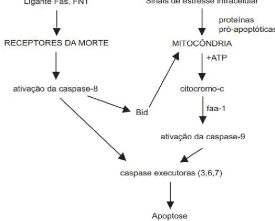 Figura 5  –  Indução da apoptose pelas vias do Receptor de Morte e Mitocondrial. 