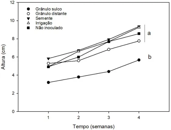 Figura 1: Crescimento de tomateiros em resposta a diferentes métodos de inoculação  com  Aspergillus  niger
