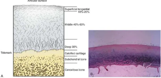 Figura 3:  A) Divisão da cartilagem em zonas e a transição com o osso sub-condral. 