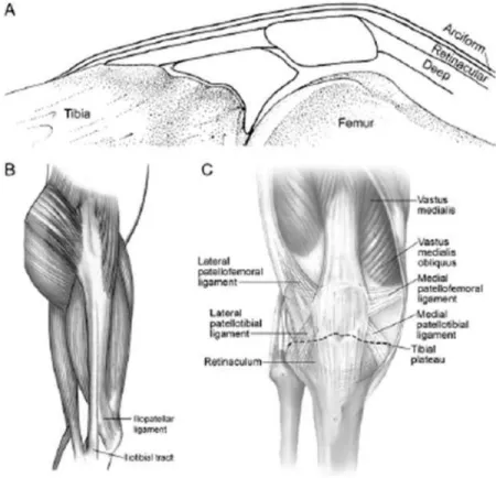 Figura 5:  Anatomia do aparelho extensor. 