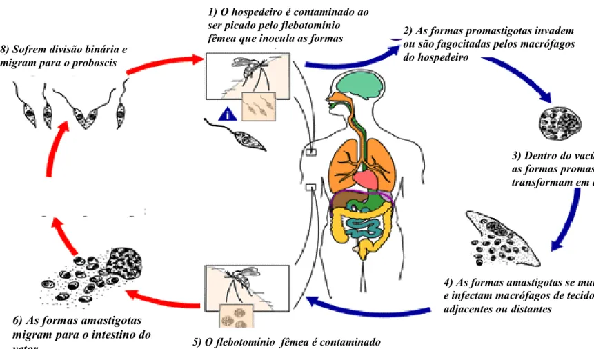 Figura 5. Ciclo de Leishmania spp. 
