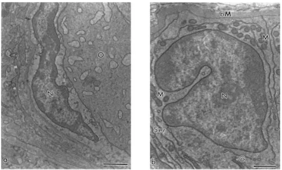 Fig.  8.  (a)  Squamous  and  (b)  cuboidal  granulosa  cells.  N:  nucleus,  M:  mitochondria,  Ser:  smooth  endoplasmic reticulum, bM: basement membrane, G: Golgi apparatus, O: oocyte