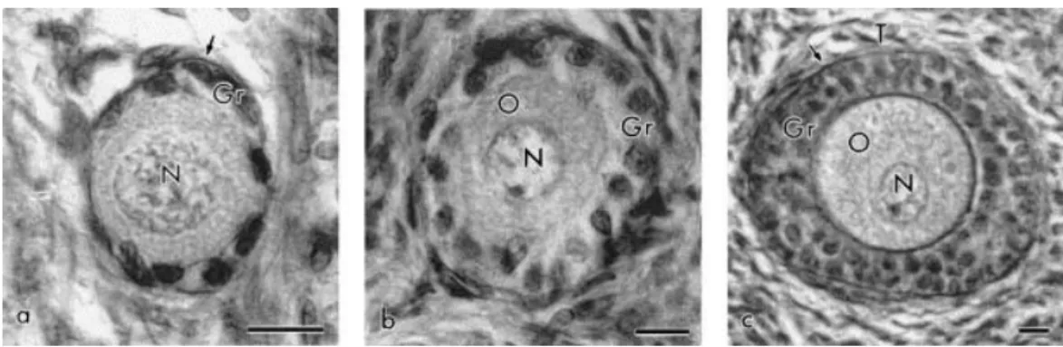 Fig. 1. Light micrographs showing (a) primordial, (b) primary, and (c) secondary goat follicles