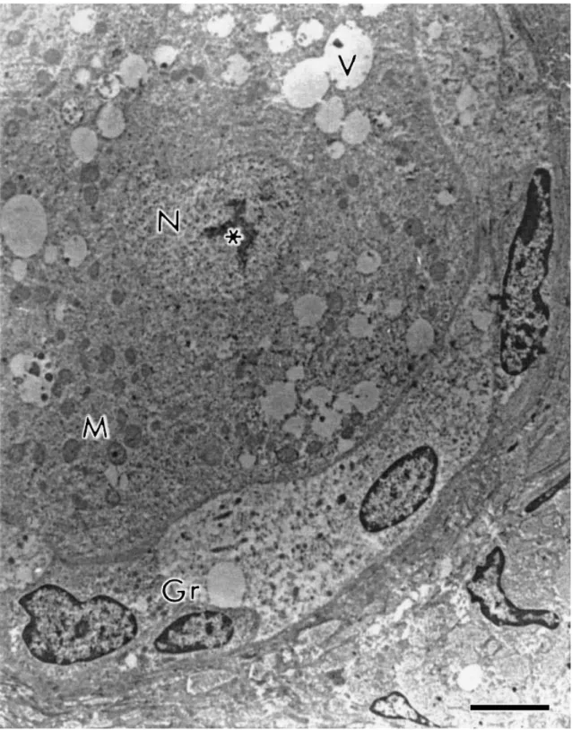 Fig. 2. Primordial follicle in a general TEM sight. N: nucleus of oocyte ( ∗  nucleolus), Gr: granulosa cell, V: 