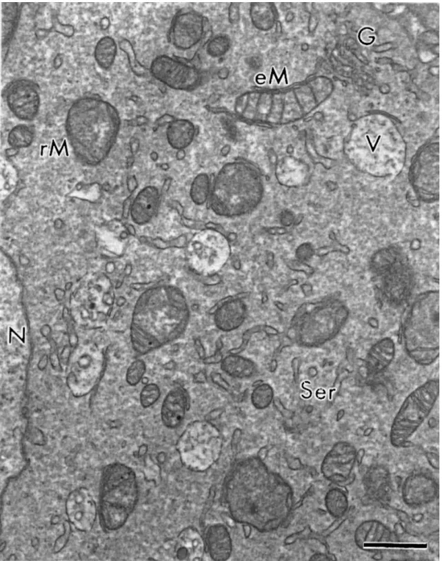 Fig.  3.  Detail  of  cytoplasmic  structures.  N:  nucleus  of  oocyte,  V:  vesicles,  rM/eM:  round  or  elongated  mitochondria, G: Golgi apparatus, Ser: smooth endoplasmic reticulum