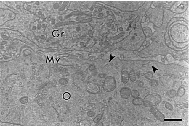 Fig.  4.  Communication  between  oocyte  and  granulosa  cells  in  a  primary  follicle