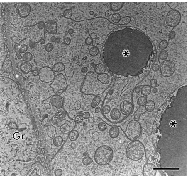 Fig.  6.  Secondary  follicle  showing  electron-dense  droplets  ( ∗ )  in  the  cytoplasm  of  the  oocyte