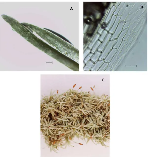 Figura  10  a-c)  Octoblepharum  albidum.  a)  Filídios  (100  µm).  b)  Células  da  base  do  filídio  (20  µm)