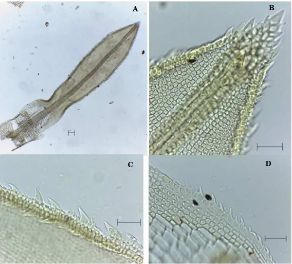 Figura  12  a-d).  Syrrhopodon  gardneri.  a)  Filídio  (50  µm).  b)  Ápice  do  filídio  com  dentes  (20  µm)