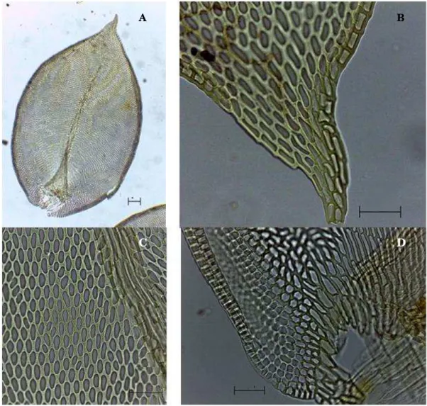 Figura 15 a-d) Schoenobryum concavifolium. a) Filídio (50 µm). b) Ápice do filídio (20  µm)