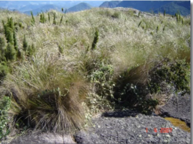 Fig. 7. Associação de  Neossolos Litólicos e Campos  de Altitude.  