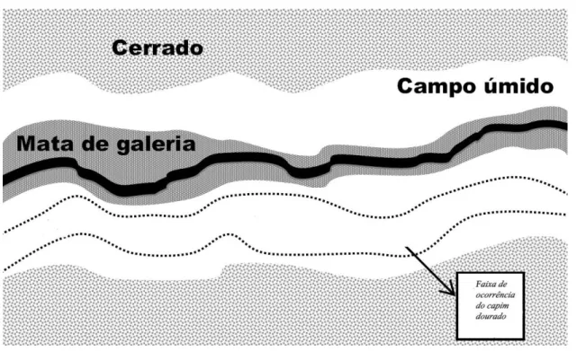 Figura 2.2 - Croqui de disposição dos estratos vegetacionais e suas faixas de ocorrências  em  ambiente  de  Vereda  no  PEJ