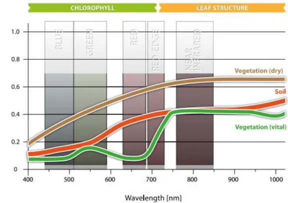 Figura 2.4 - Curvas de reflectância espectrais típicas da vegetação seca, vegetação verde  e do solo, com a inserção da banda red-edge do RapidEye