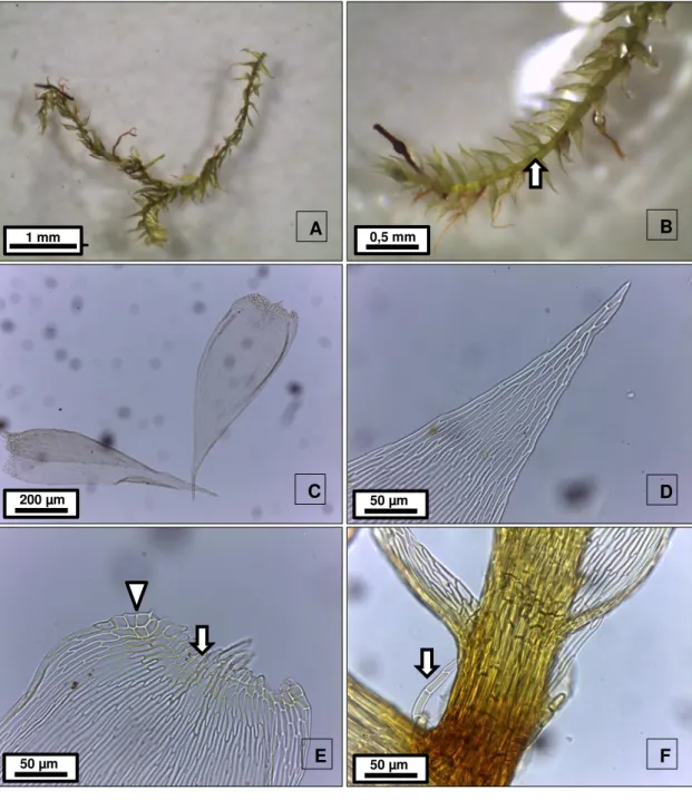 Fig.  36.  Isopterygium  tenerum  (Sw.)  Mitt.  A.  aspecto  do  gametófito  seco.  B