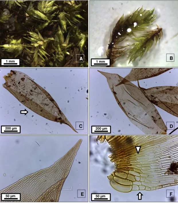 Fig. 44. Sematophyllum galipense (Müll. Hal.) Mitt. A. aspecto do gametófito seco. B. 