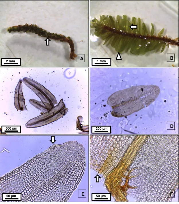 Fig.  19.  Helicophyllum  torquatum  (Hook.)  Brid.  A.  aspecto  do  gametófito  seco,  seta: 