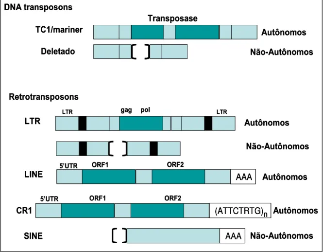 FIGURA I.2. Variedade de elementos transponíveis no genoma de eucariontes. Os  elementos CR1 no genoma de aves são equivalentes aos elementos LINE-1 de  mamíferos