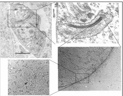 FIGURA I.3. Cinetoplasto de T.cruzi.  Note na série de fotografias ao microscópio  eletrônico, a íntima relação do cinetoplasto com a mitocôndria do parasito e a sua  disposição concatenada envolvendo maxicírculos e minicírculos