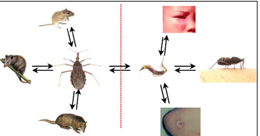 FIGURA I.4. Ciclo silvestre e peri-doméstico do Trypanosoma cruzi. (a) Insetos  hematófagos contaminados com o parasito podem ser ingeridos ou picar animais  silvestres