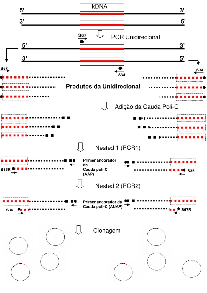 FIGURA III.2 – Representação esquemática da técnica de 5’RACE utilizada para a obtenção  das regiões flanqueadoras do kDNA de T.cruzi integrado no genoma de galinhas 