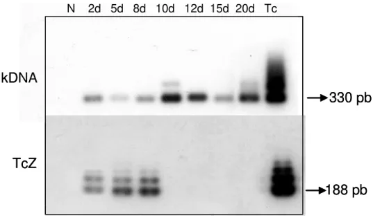FIGURA IV.1.  Hibridização dos produtos de PCR amplificados com os primers  S35/36 (kDNA) e TcZ1/2 usando tecidos de embriões de aves infectadas com 100  tripomastigotas