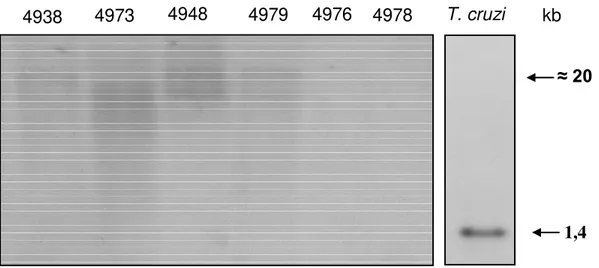 FIGURA IV.2. Identificação de integrações de kDNA no genoma de aves F0. Análise  pelo Southern Blot do DNA extraído de esperma e óvulos digerido com Eco RI em gel  de agarose a 0,8%