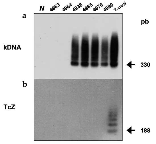 FIGURA IV.3. Amplificação de seqüências de minicírculos de kDNA integradas no  genoma de células germinativas de galinhas