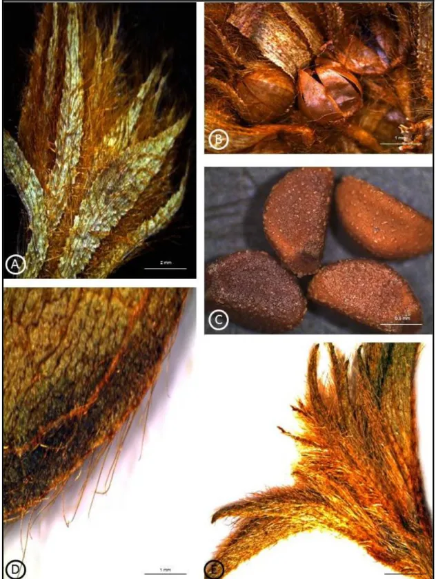 Figura 21: Jacquemontia tamnifolia (L.) Griseb.  (A-E). A e E: Brácteas, B: Cápsulas, evidenciando as  valvas, C: Sementes, D: Brácteas, face abaxial, detalhe da margem e do indumento