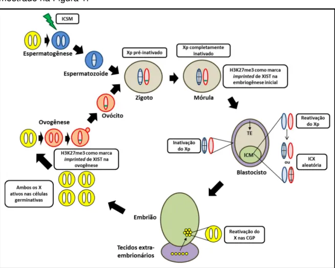 Figura 1: Ciclo da inativação do cromossomo X (ICX) em embriões fêmeas de camundongos