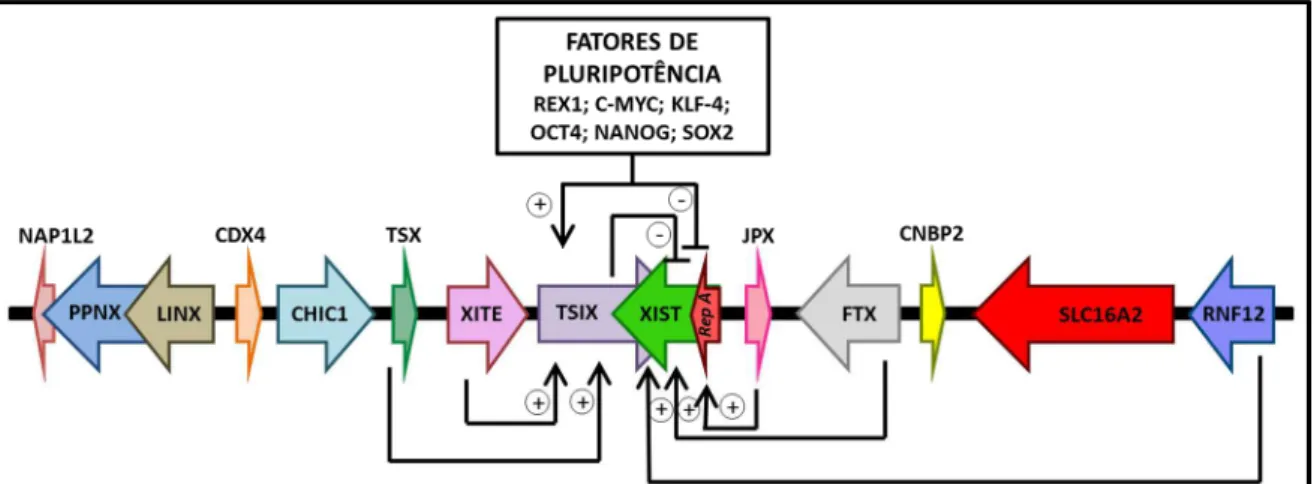 Figura 2: Modelo simplificado da regulação da inativação do cromossomo X (ICX) na região  do centro de inativação do X (XIC) em camundongos