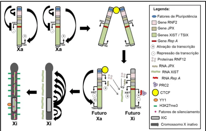 Figura  3:  Processo  de  iniciação  da  inativação  do  cromossomo  X  em  células  tronco  embrionárias  de  camundongos