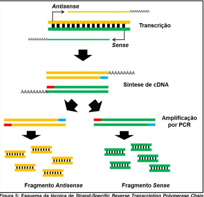 Figura 5: Esquema da técnica de Strand-Specific  Reverse Transcription Polymerase Chain  Reaction (SS-RT-PCR) utilizada para prospecção de transcritos sense e  antisense no locus  XIST