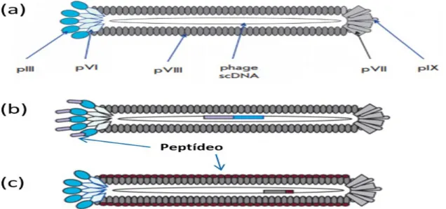 Figura  01 -  Esquema  representativo  de  um  bacteriófago  filamentoso:  (a)  fago  filamentoso  tipo  selvagem  ilustrando  as  proteínas  do  capsídeo  viral:  pIX,  pVII,  pVIII,  pVI  e  pIII,  (b)  peptídeo  fusionado  à  pIII  do  fago,  (c)  peptí