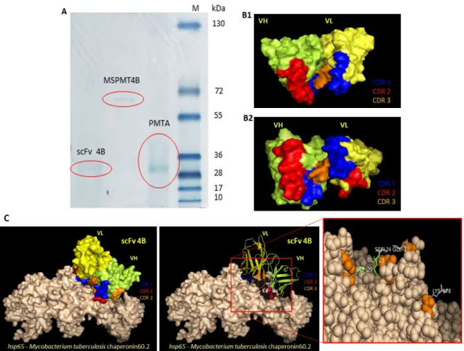 Figura 05: Caracterização molecular de ligantes. (A) Gel SDS PAGE com as bandas da moléculas  scFv  4B  (~28kDa),  fração proteica  imunocaptura  pelo  scFv    (MSPMT4B)  ~65kDa, e extrato  proteico  de  M