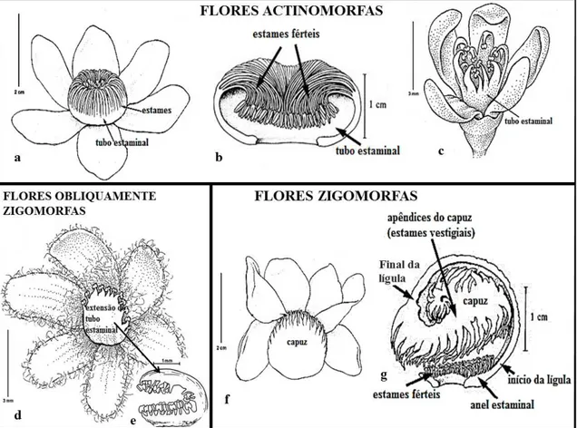 Figura 1  –  Morfologia floral em Lecythidaceae neotropicais. a-b. Gustavia hexapetala (Aubl.) Sm –  a