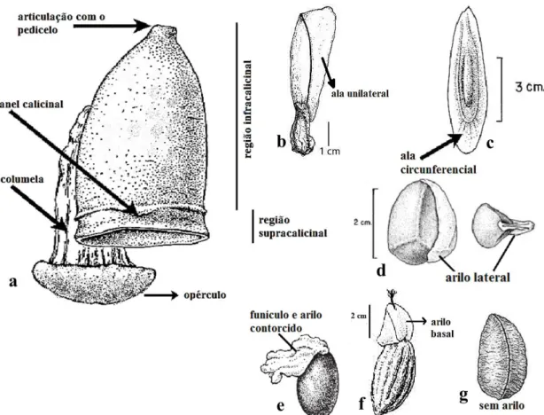 Figura 2 – Pixídio e sementes de Lecythidaceae neotropicais. a, c.  Couratari macrosperma A.C.Sm