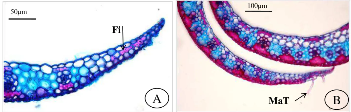 Figura 2. Secção transversal. A. Paspalum polyphyllum Nees ex Trin. (Argentina), bordo 2 com presença de fibras (Fi) na extremidade