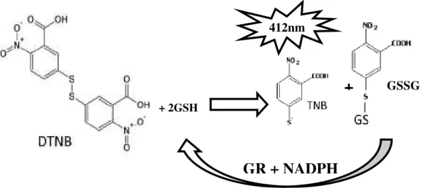 Figura  4.  Reação  entre  DTNB e 2 moléculas de GSH, produzindo  TNB (detectado  em  412  nm)  e  GS-TNB