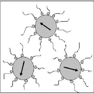 Figura 2.1: Representação de um fluido magnético surfactado: as partículas não se aglomeram devido à  barreira física formada pelas moléculas do surfactante
