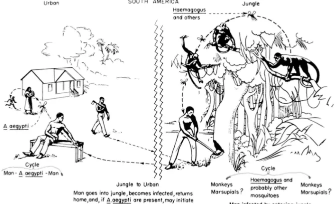 Figura 10: Ciclo da febre amarela urbana e silvestre, 2001 