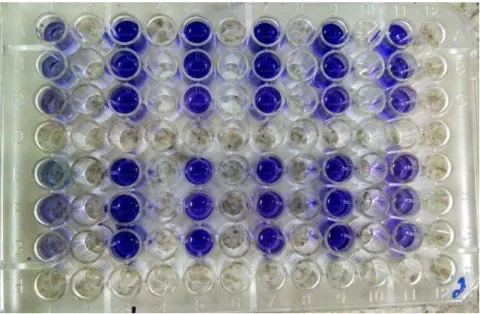 Figura 2 - Teste de microplacas de 96 poços com corante cristal violeta realizado com bactérias  oriundas de urina de cães com cistite e executado com comprimento de onda de 492nm no leitor  de ELISA 