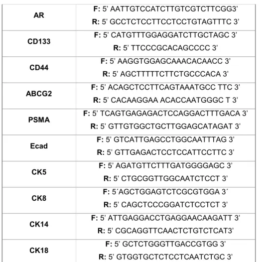 Tabela 1: Primers Forward e Reverse pertencentes aos genes avaliados no ensaio de qPCR  AR  F: 5’ AATTGTCCATCTTGTCGTCTTCGG3’  R: 5’ GCCTCTCCTTCCTCCTGTAGTTTC 3’  CD133  F: 5’ CATGTTTGGAGGATCTTGCTAGC 3’  R: 5’ TTCCCGCACAGCCCC 3’  CD44  F: 5’ AAGGTGGAGCAAACAC